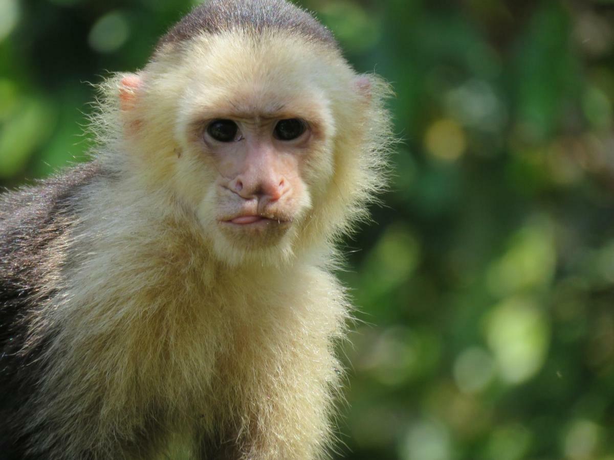 La Maison Blanche Manuel Antonio Eksteriør billede