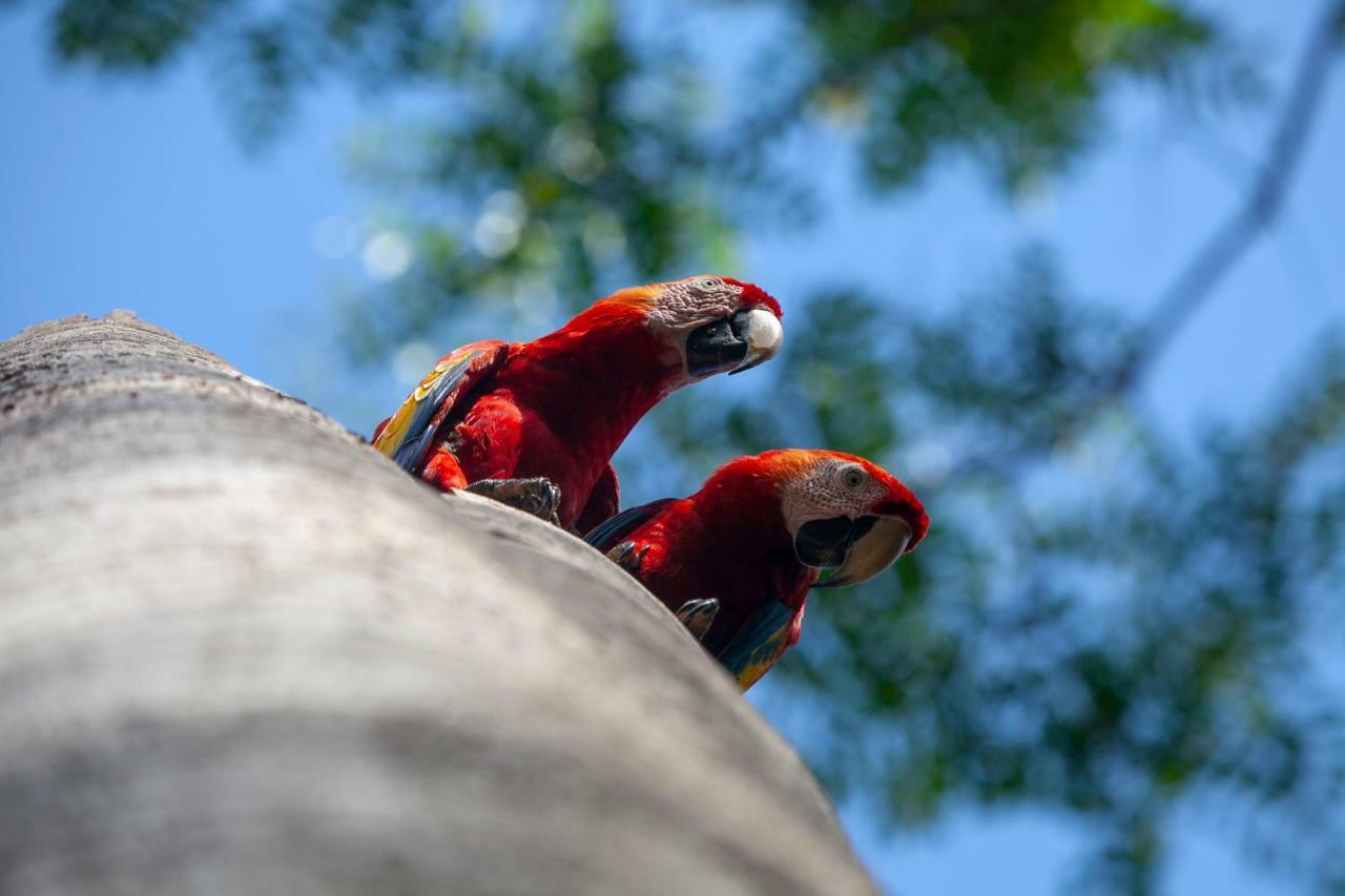 La Maison Blanche Manuel Antonio Eksteriør billede