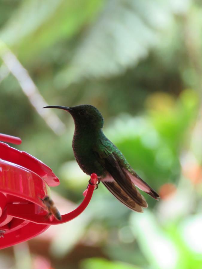 La Maison Blanche Manuel Antonio Eksteriør billede