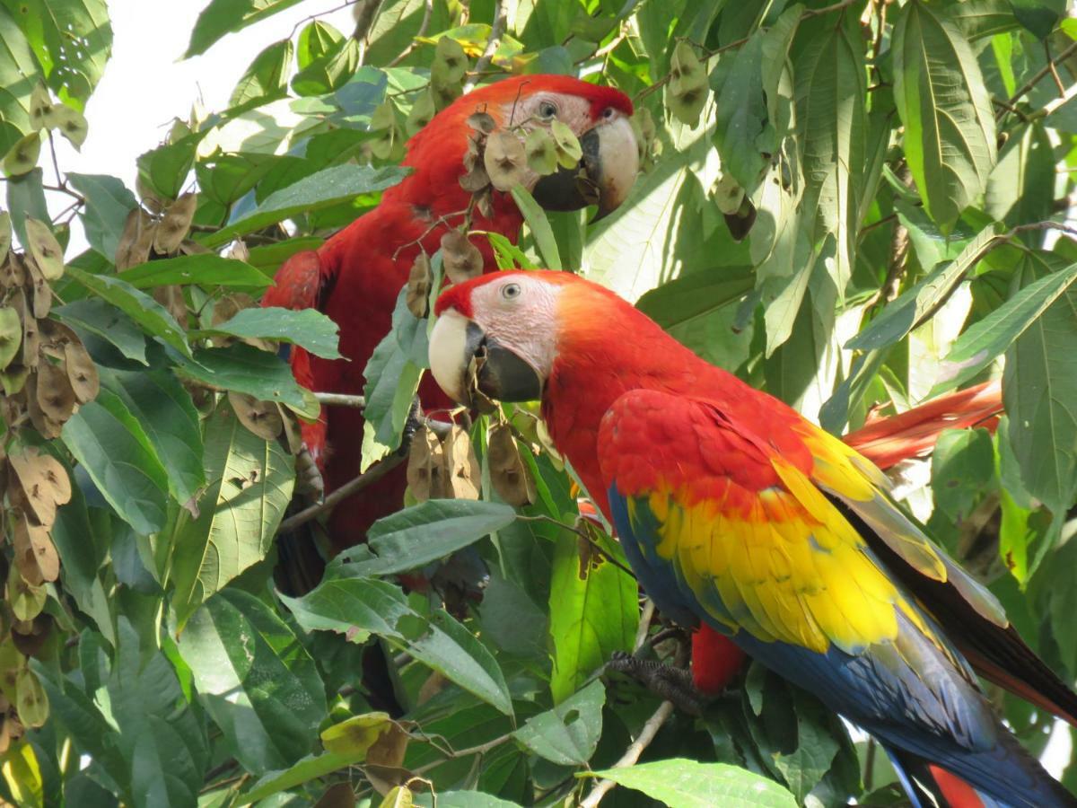 La Maison Blanche Manuel Antonio Eksteriør billede